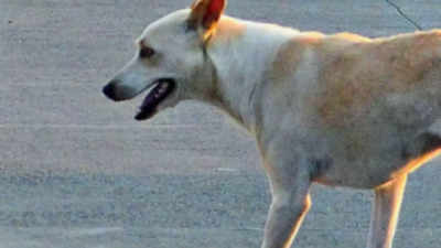 4-year-old boy, bitten by stray dog in Bhopal, dies after battling for life for 17 days