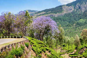 Perfect stays in the Western Ghats for Republic Day long weekend