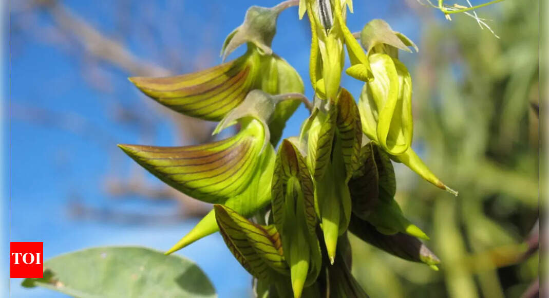 Crotalaria Cunninghamii A Plant That Mimics Hummingbird for Survival