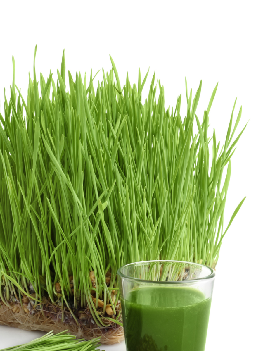 12 benefits of drinking wheatgrass juice on an empty stomach Times of