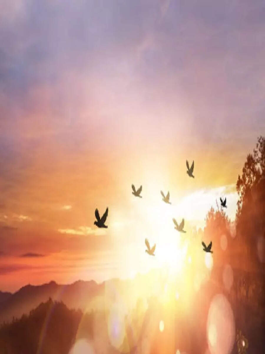 10 Interpretations of Dreaming about Birds Times Now