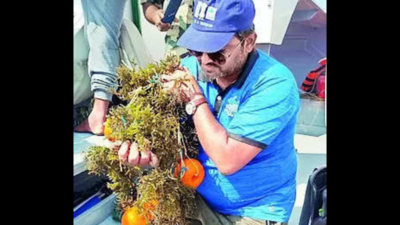 Seaweed to usher in sea change near sensitive Indo-Pak border in Kutch
