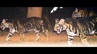 1st in world: Melanistic tiger safari at Odisha reserve soon ...