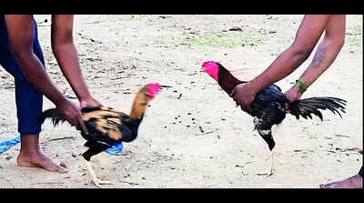Rooster Fights: Thanganur traditional rooster fights in Chennai ...