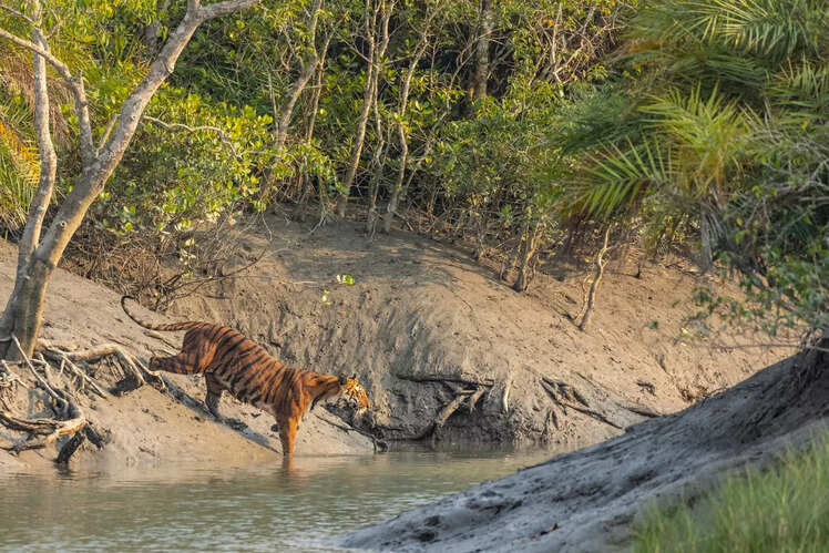 Sunderbans, West Bengal