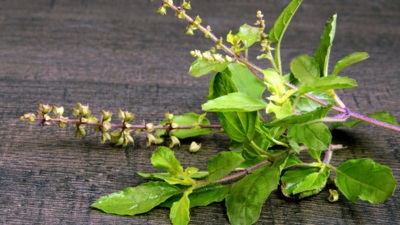 Tulsi benefits: Here’s why Ayurveda recommends consuming this powerful herb everyday