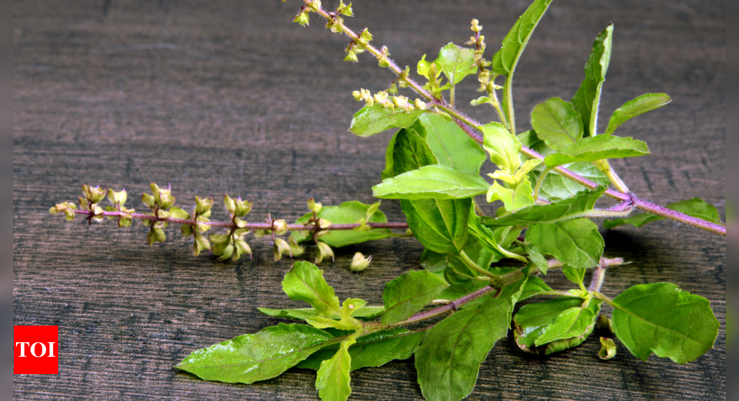 Tulsi benefits: Here’s why this powerful herb should be a part of your routine |