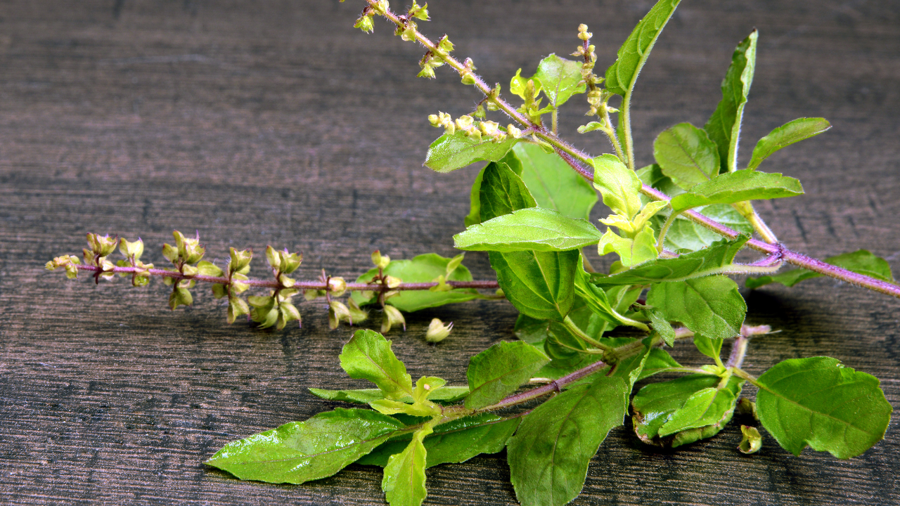 Tulsi benefits Here s why this powerful herb should be a part of your