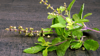 Tulsi benefits Here s why this powerful herb should be a part of