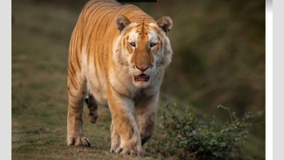 Golden Tiger surfaces in Kaziranga