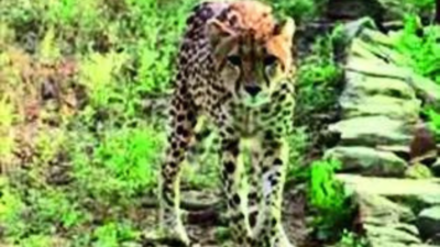 More the merrier: ‘4 cubs in Kuno cheetah’s litter, not 3’