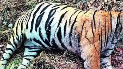 Bandhavgarh tiger dead, 3rd in January