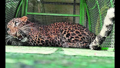 3,000 cases of farm damage & leopard attacks in 18 years