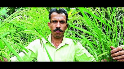 Paddy conservationist Beleri wins Padma Shri award