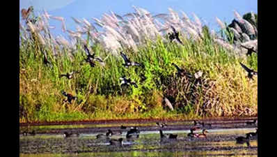 Loktak lake sees fewer migratory waterbirds this year
