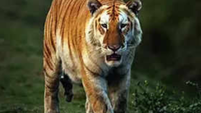 Golden Tiger: After 3 Yrs, Rare Golden Tiger Spotted At Knp ...