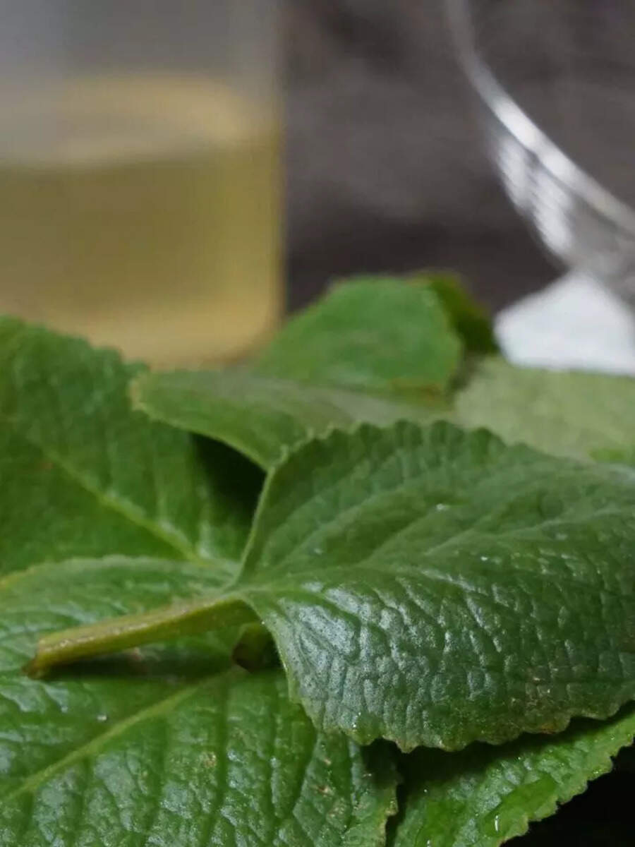 Lesserknown benefits of eating Ajwain leaves Times of India