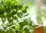 11 plants and herbs that you can grow in containers