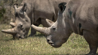 In vitro fertilization may save white rhinos from extinction