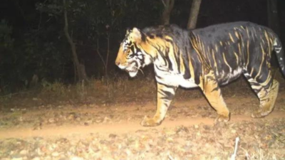 Tiger kills man in Uttarakhand, 4th death this year