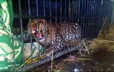 Traps set for boars accidentally capture two leopards in Shamli and Baghpat