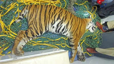 Tiger killed by speeding car near Mysuru airport