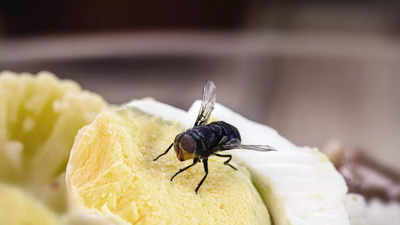 Simple Kitchen Hacks to Keep Insects and Flies at Bay