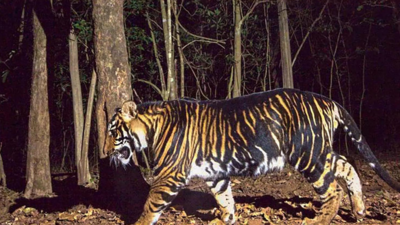 Madhya Pradesh STFT arrests international tiger poacher after nine-year chase