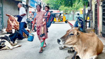 Man, 71, out to buy milk in Triplicane, attacked by cow