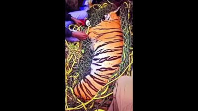 18-month-old tiger cub fatally knocked down by cab near Mysuru airport