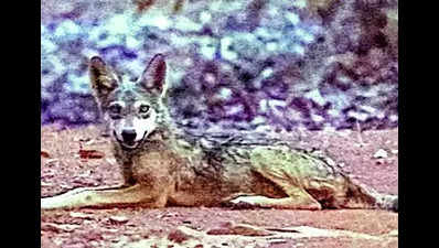 Indian wolf sighted at NationalChambal Sanctuary after 2 decades