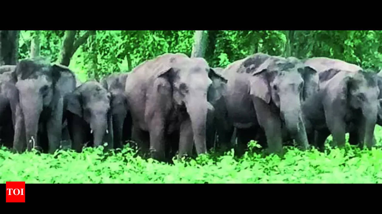 Elephant Reserve: UP's Terai Elephant Reserve: Financial Crisis, ₹100cr  Sought, ₹40L Received