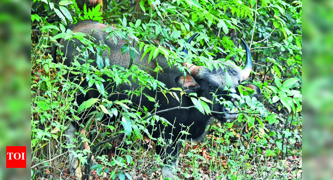Gaur Attacks: Multiple Injuries in Gaur Attacks - Kolhapur District ...