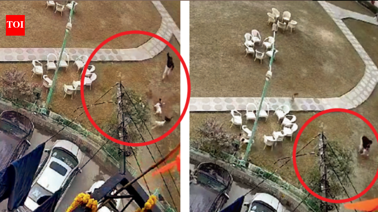 2-Year-Old Attacked by Stray Dogs in Condo Park - Shocking Incident ...