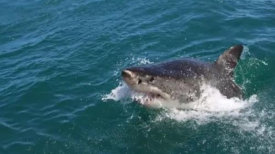 Australia: Shark attacks woman in rare mauling