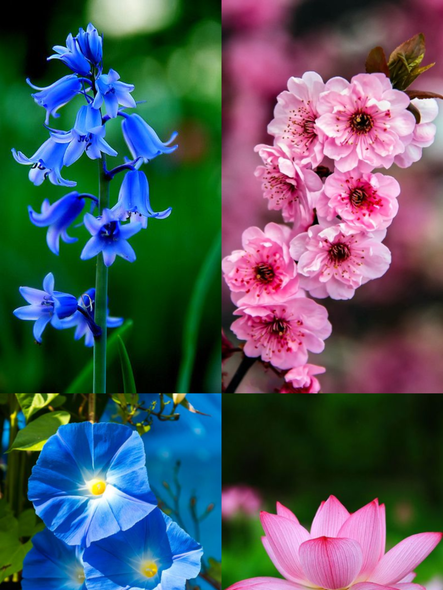 10 Flowers That Represent Dreams Times Now