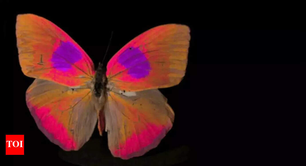 Animal Vision: New Camera Reveals How Animals Perceive Colour | - Times ...