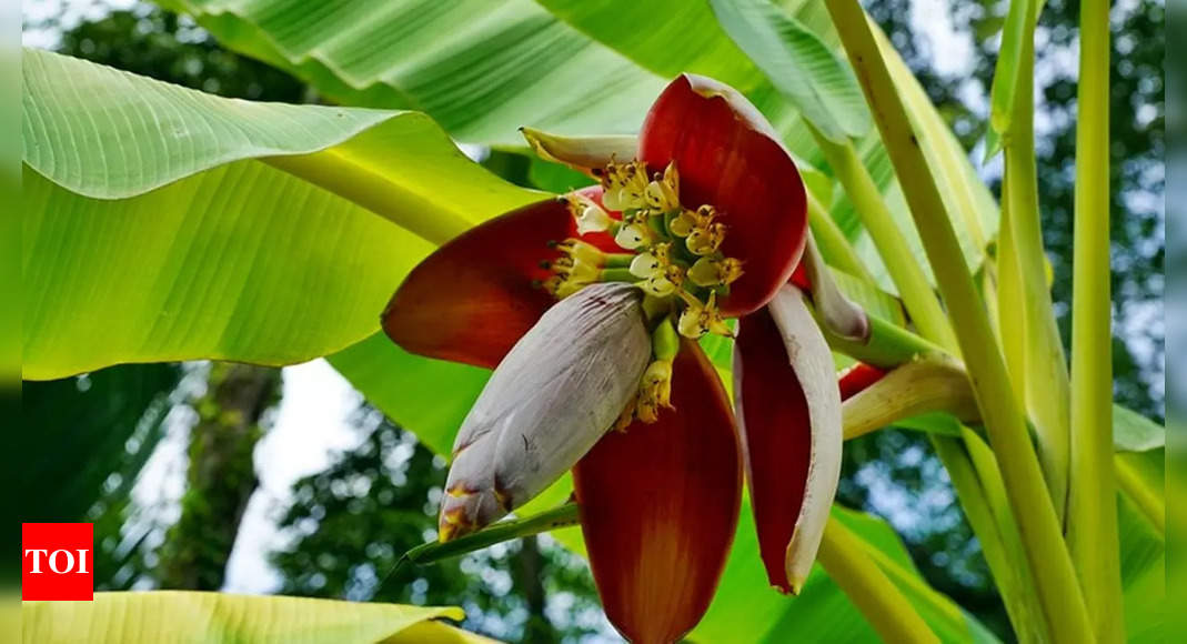 Discover the Nutritional Value and Health Benefits of Banana Flowers |