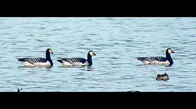 Three Barnacle geese spotted at Mote Majra, a first for S. Asia?