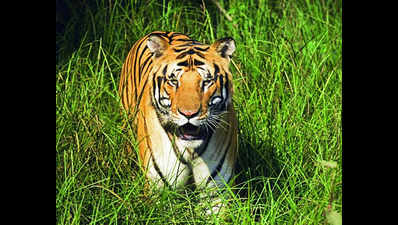 Tiger victim’s body moved from forest to farm ‘for aid’