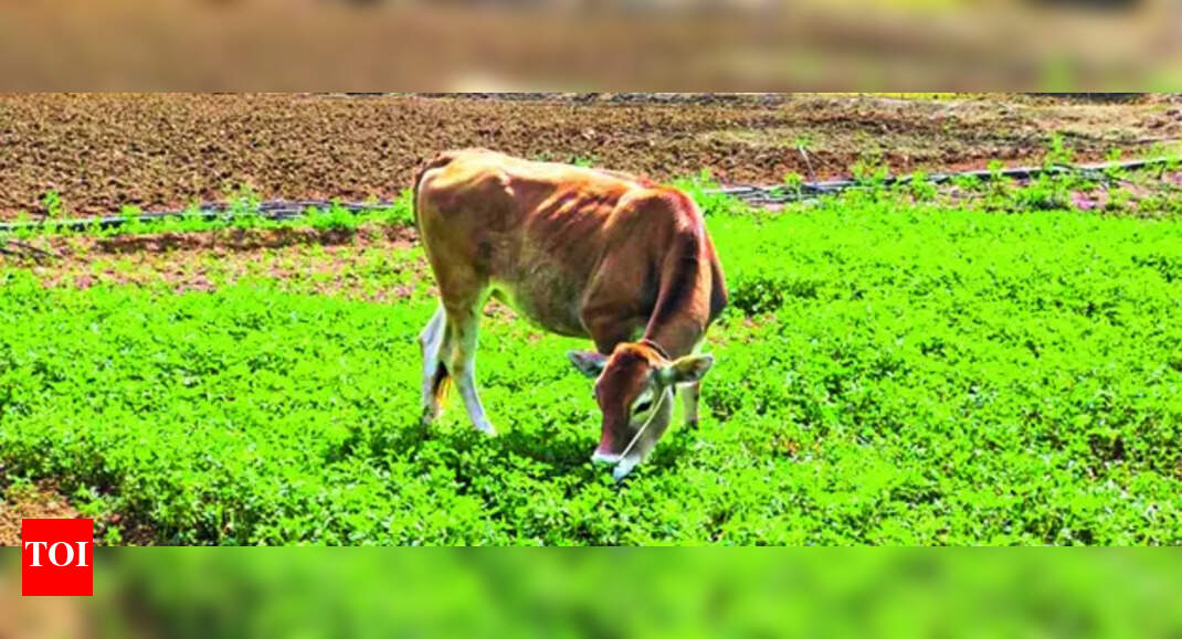 Farmers In Shoolagiri Allow Cattle To Feed On Greens As Farmgate Prices