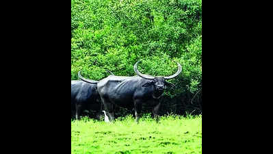 Need science-based conservation to protect wild buffaloes: Experts at Kaziranga meet