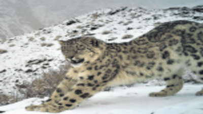 Uttarakhand home to 2nd largest snow leopard population