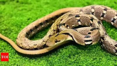 Woman, along with friend, releases deadly snake on husband to kill him