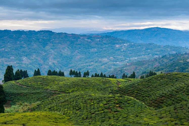 Tea gardens