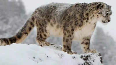 India has 718 snow leopards, 1/6th to 1/9th of global total