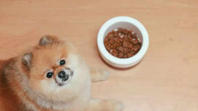 Dog Food 20kg: Large Packs Of Your Pet's Favorite Food