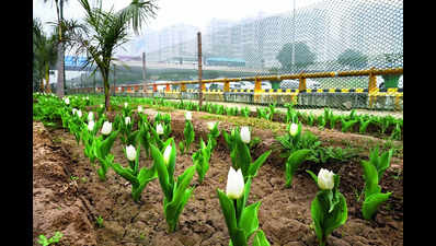 Delhi: Extreme cold fails to kill bright idea, tulip bulbs start blooming