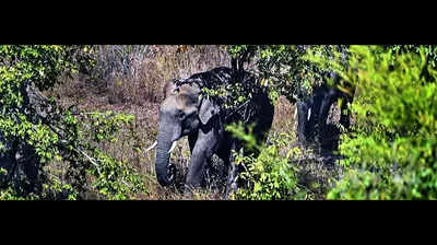 35 elephants enter Dalma sanctuary, foresters on alert