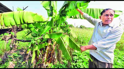 Jhalawar admn plans call centre for organic produce